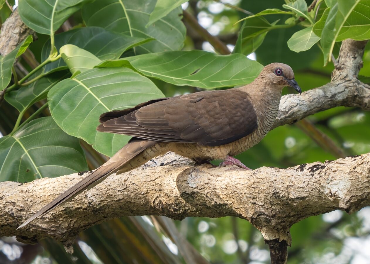Flores Sea Cuckoo-Dove