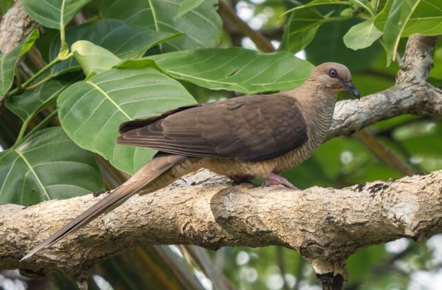 Flores Sea Cuckoo-Dove