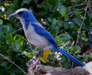 Florida Scrub Jay