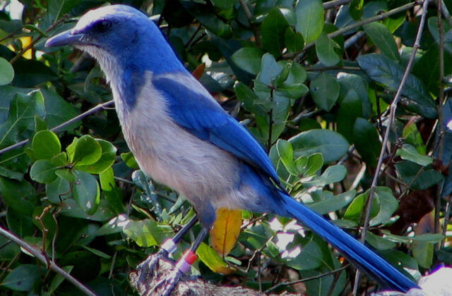 Florida Scrub Jay