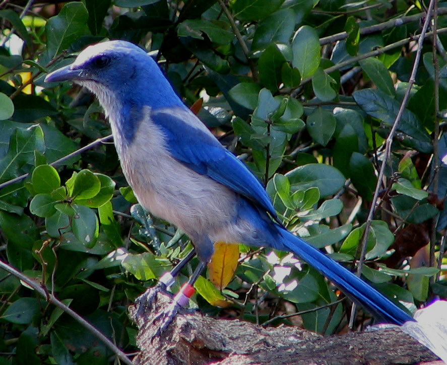 Florida Scrub Jay