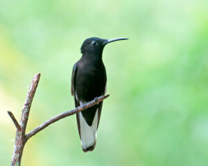 Black Jacobin