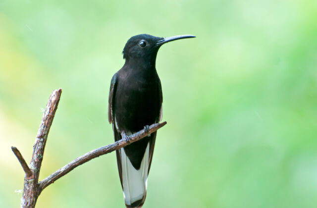 Black Jacobin
