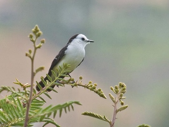 Black-backed Water Tyrant