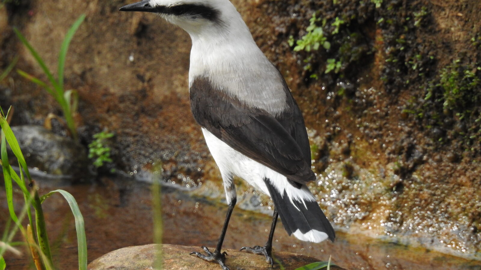 Masked Water Tyrant
