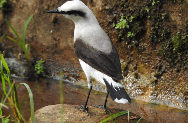 Masked Water Tyrant