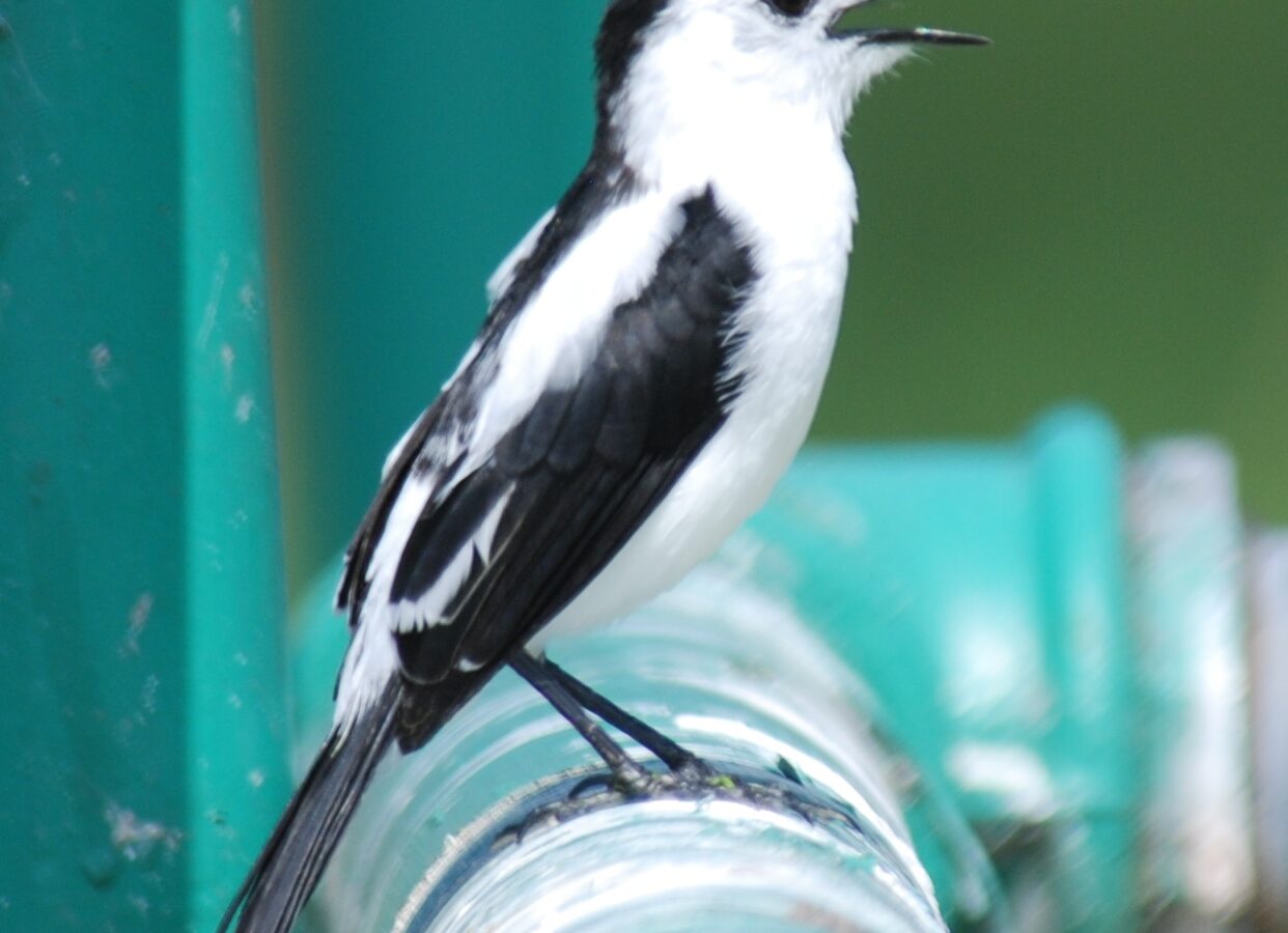 Pied Water Tyrant