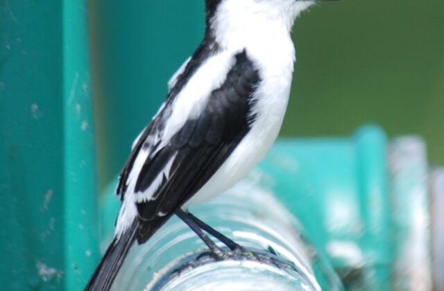 Pied Water Tyrant