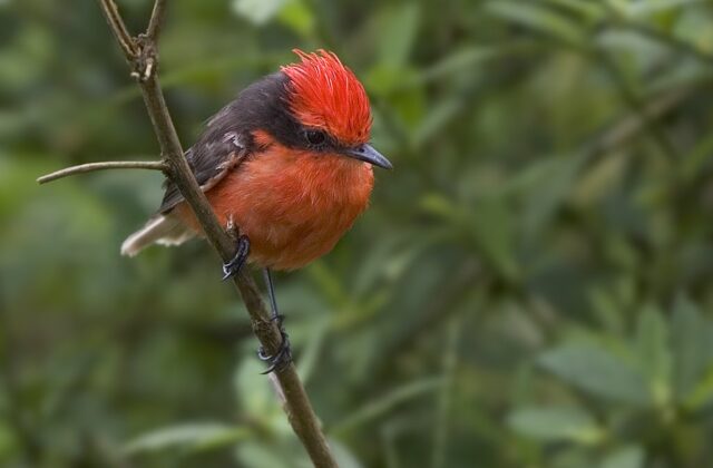 Brujo Flycatcher