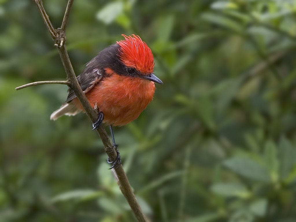 Brujo Flycatcher