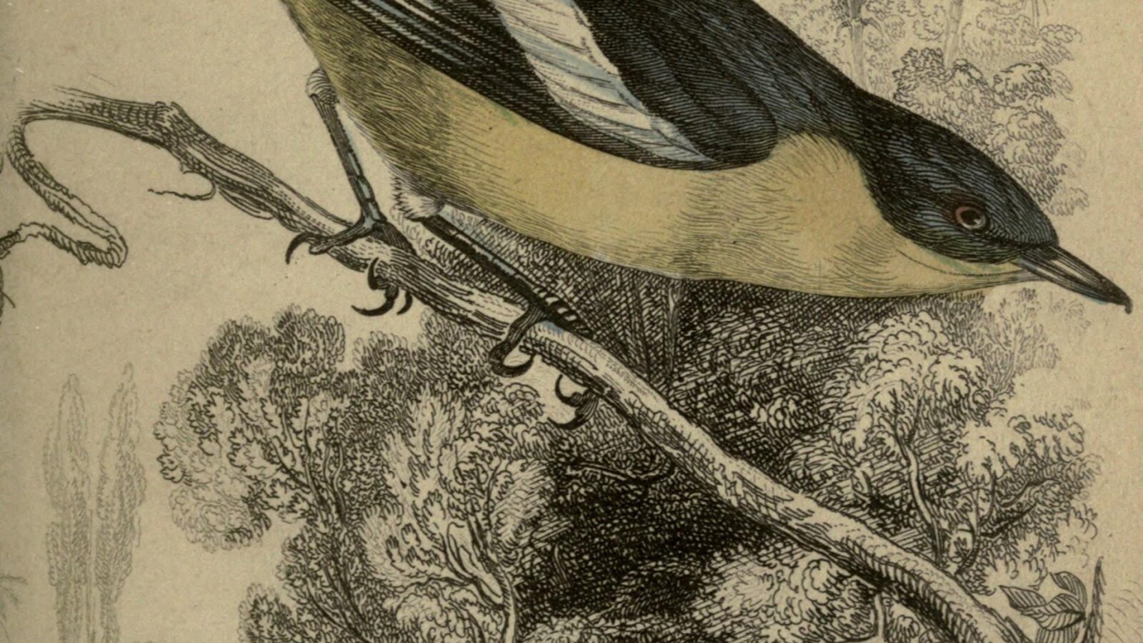 Yellow-bellied Hyliota