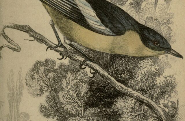 Yellow-bellied Hyliota