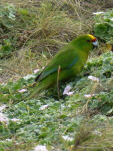 Chatham Islands Parakeet