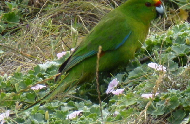 Chatham Islands Parakeet