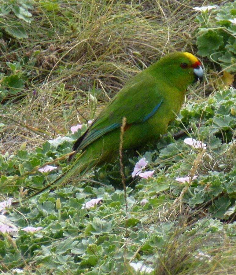Chatham Islands Parakeet