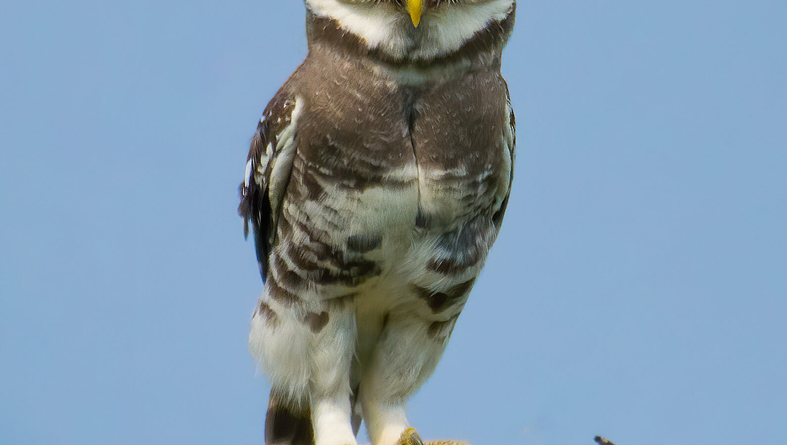Forest Owlet