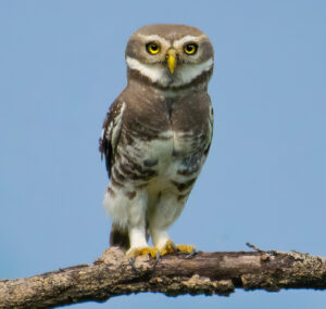 Forest Owlet