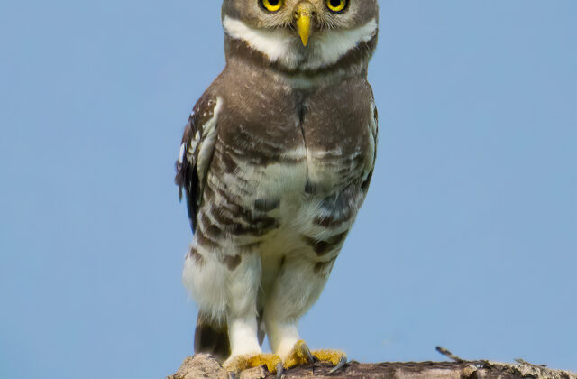 Forest Owlet