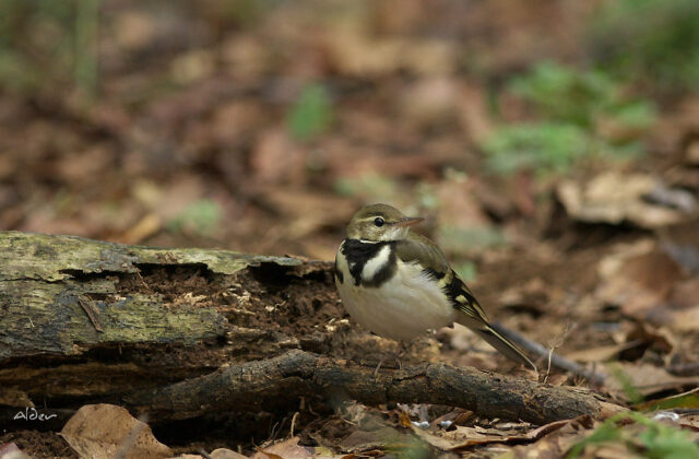 Forest Wagtail