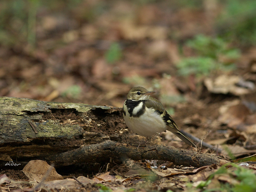 Forest Wagtail