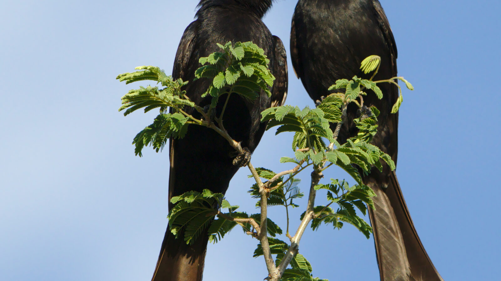 Fork-tailed Drongo