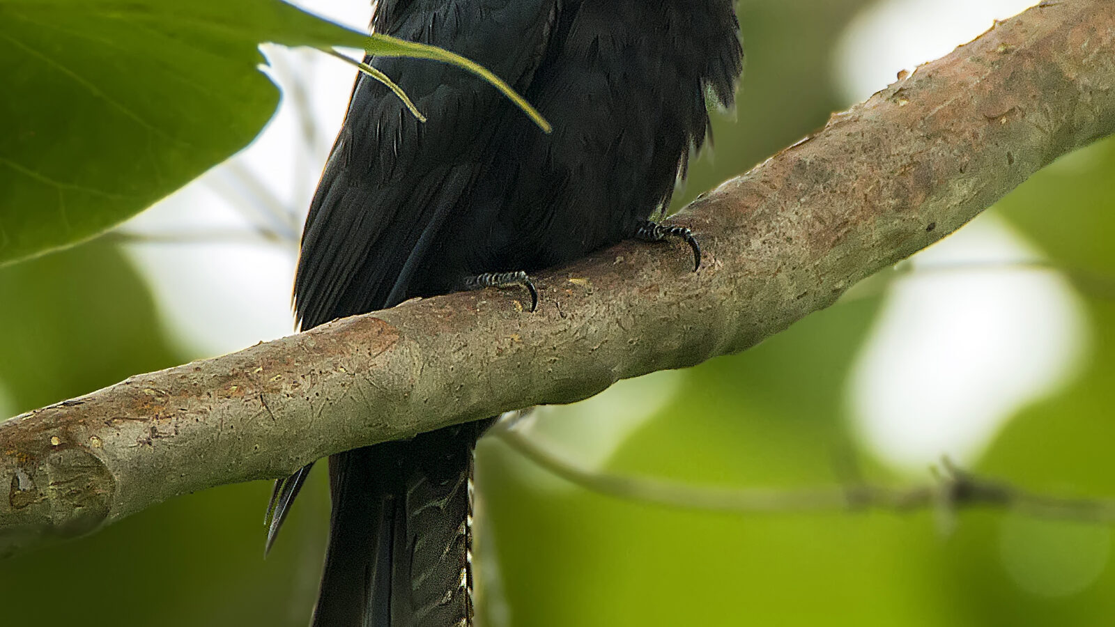 Fork-tailed Drongo-Cuckoo