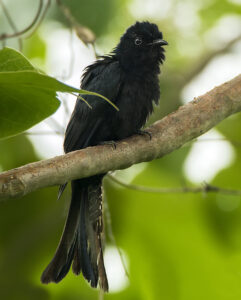 Fork-tailed Drongo-Cuckoo