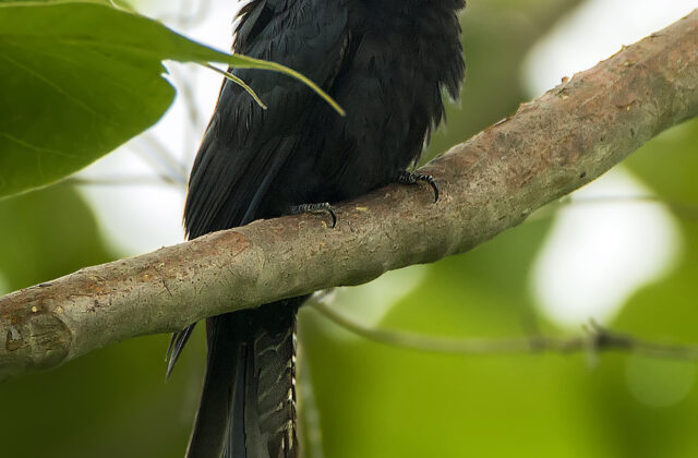 Fork-tailed Drongo-Cuckoo
