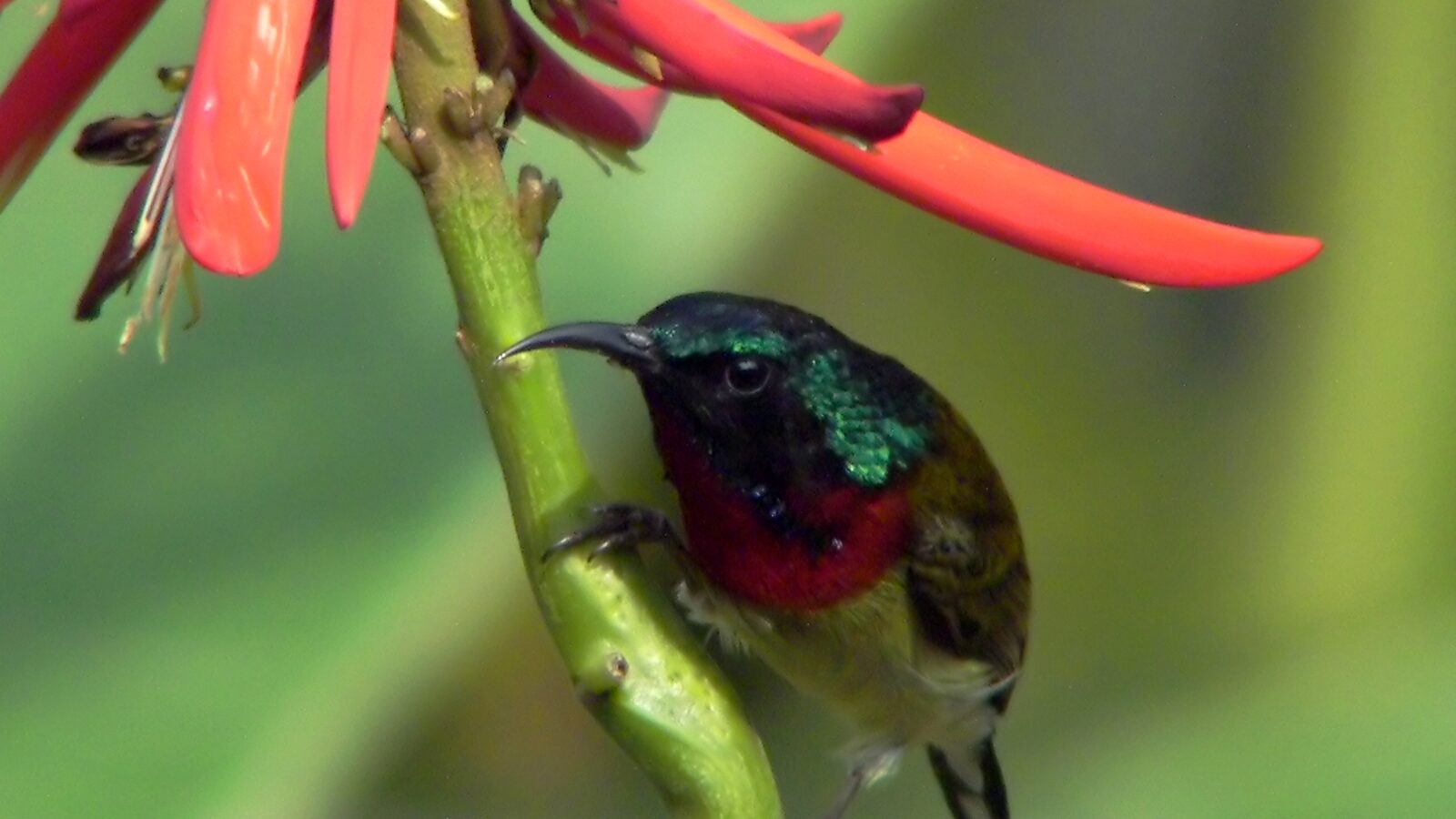 Fork-tailed Sunbird