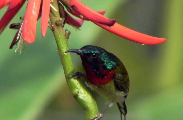 Fork-tailed Sunbird