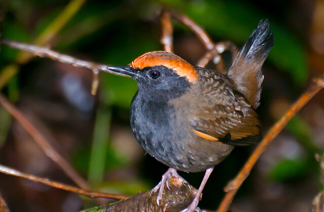 Rufous-capped Antthrush