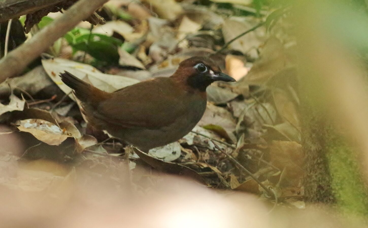Mayan Antthrush