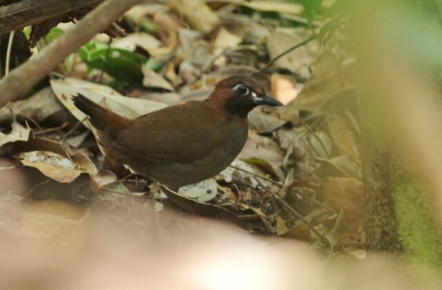 Mayan Antthrush