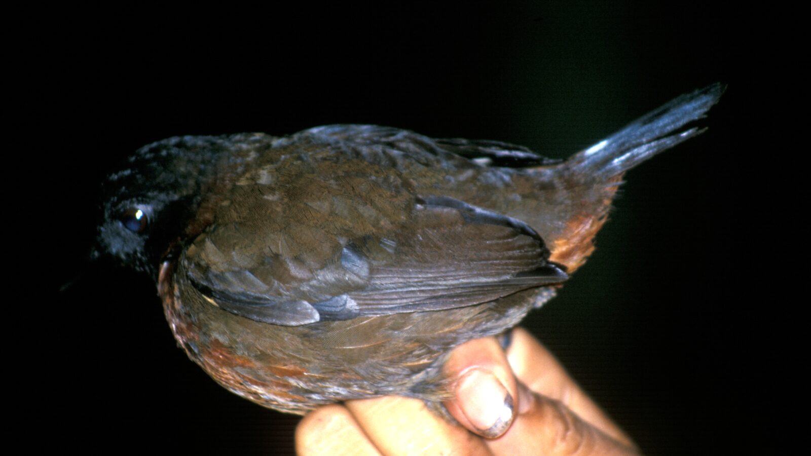 Rufous-breasted Antthrush