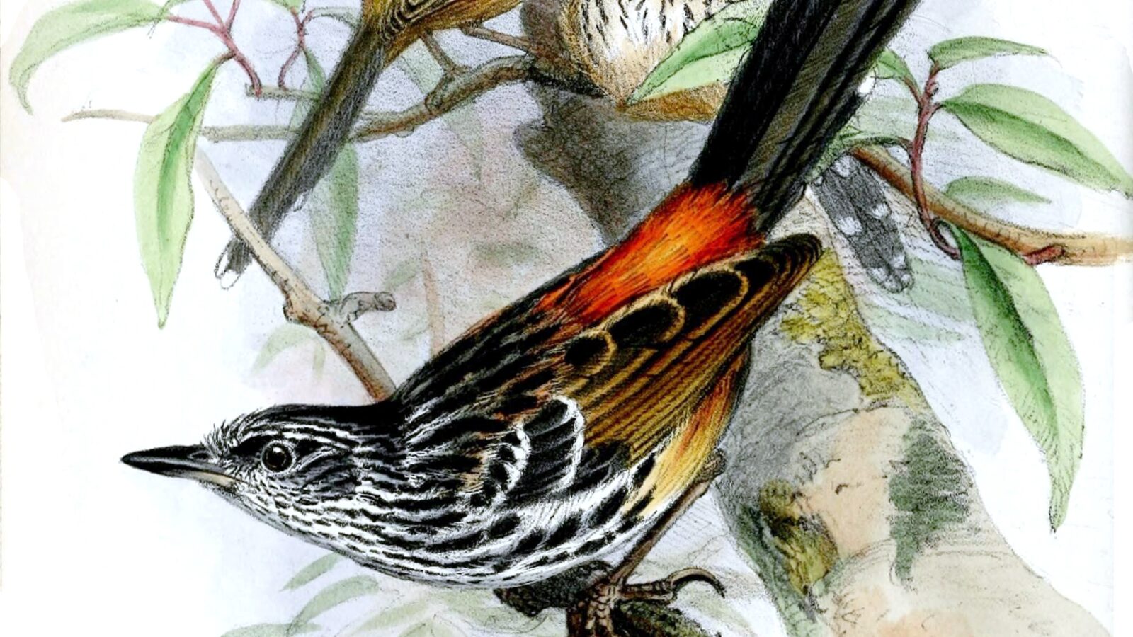 East Andean Antbird