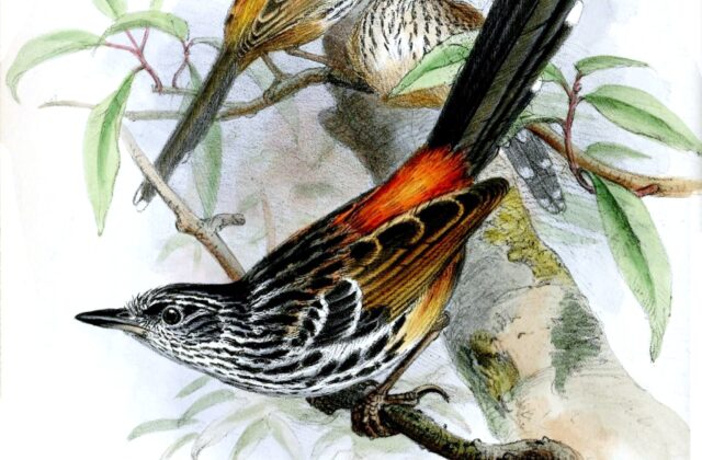 East Andean Antbird
