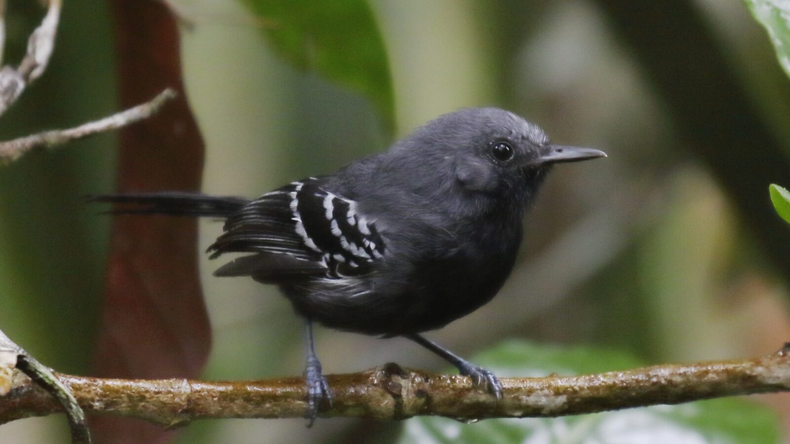 Narrow-billed Antwren