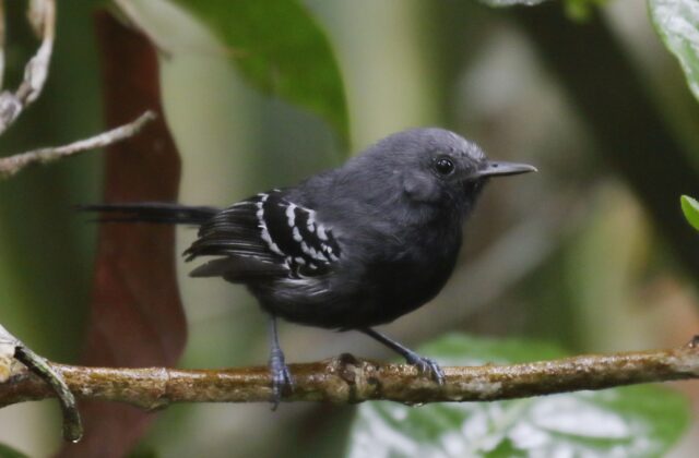 Narrow-billed Antwren