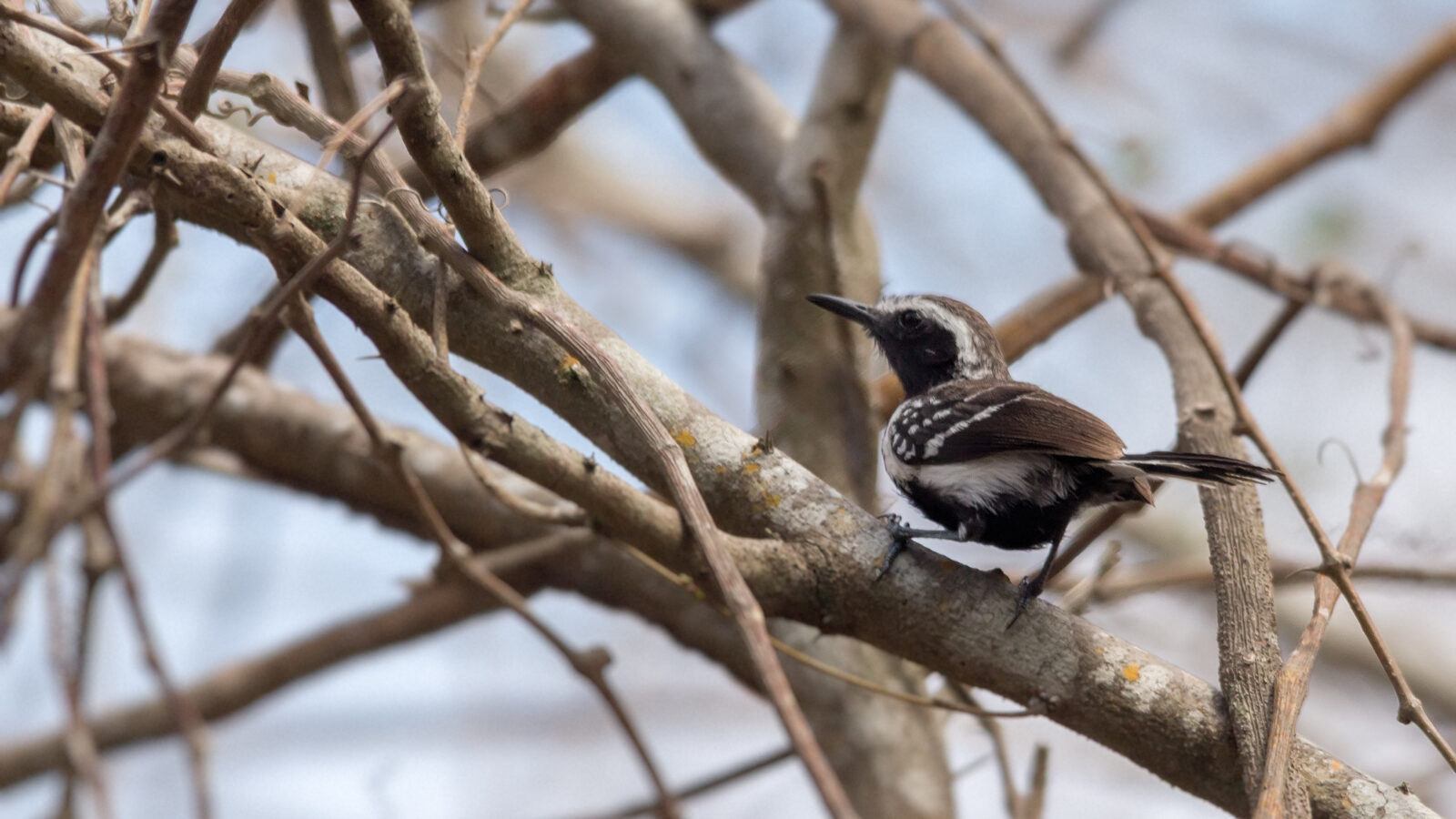 Northern White-fringed Antwren