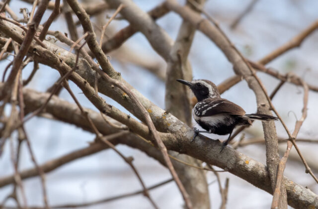 Northern White-fringed Antwren