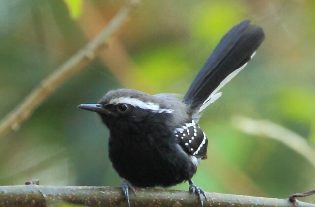 Black-bellied Antwren