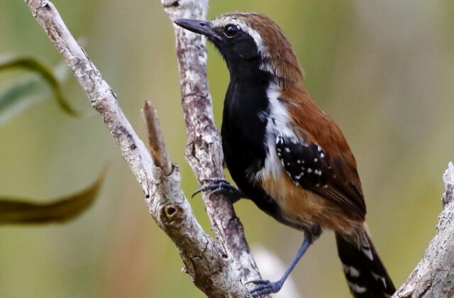 Rusty-backed Antwren
