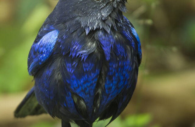 Taiwan Whistling Thrush