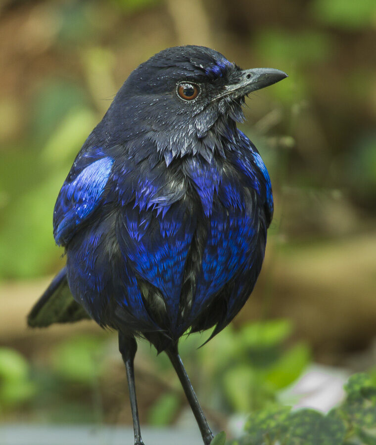 Taiwan Whistling Thrush