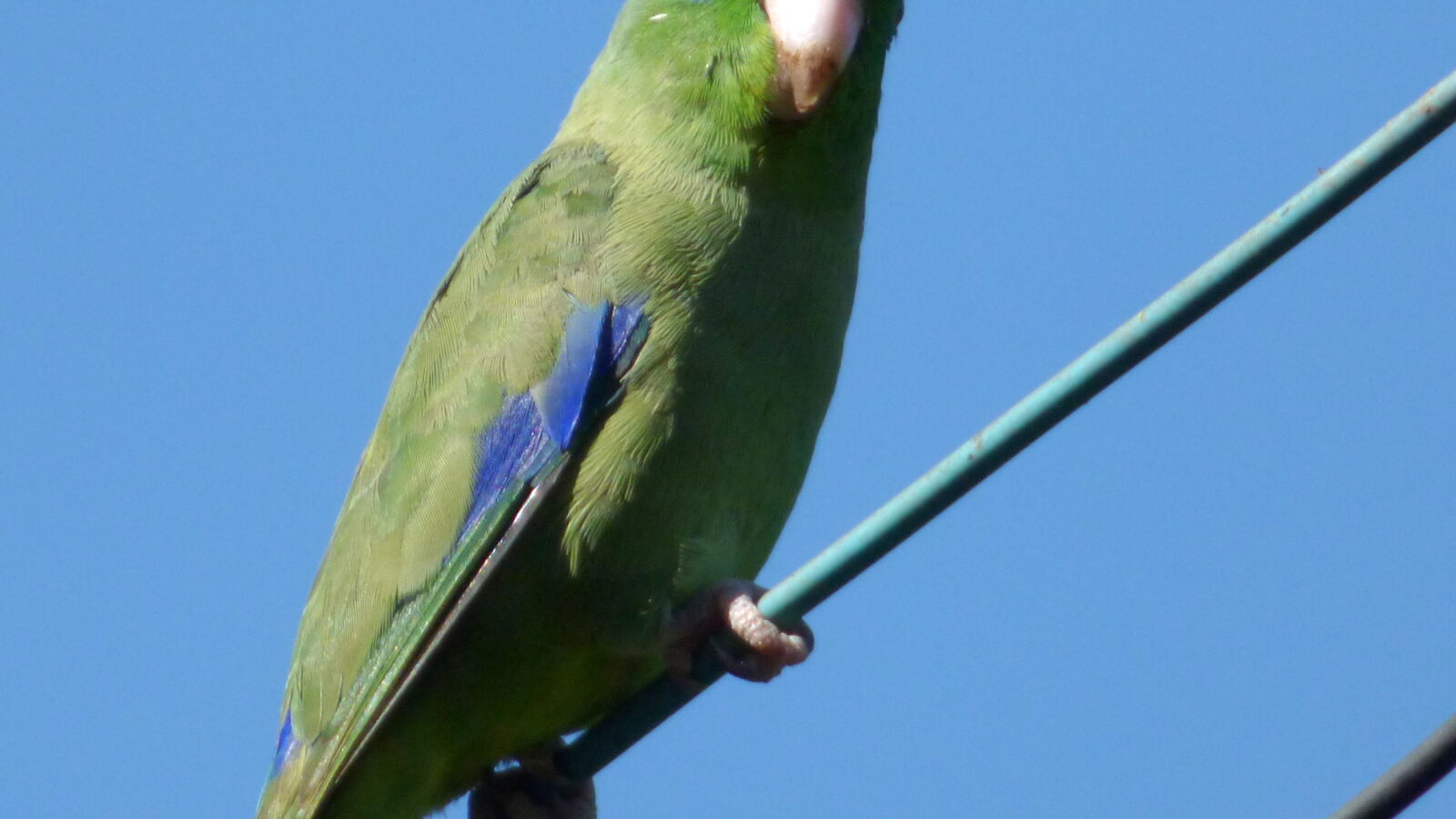 Spectacled Parrotlet