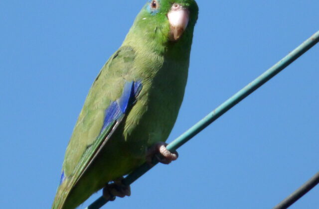 Spectacled Parrotlet