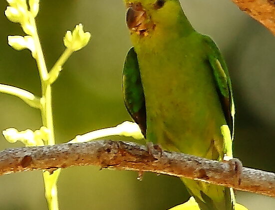 Dusky-billed Parrotlet