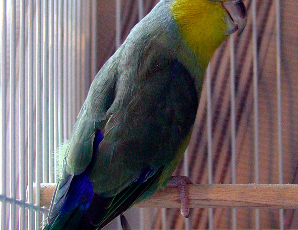 Yellow-faced Parrotlet