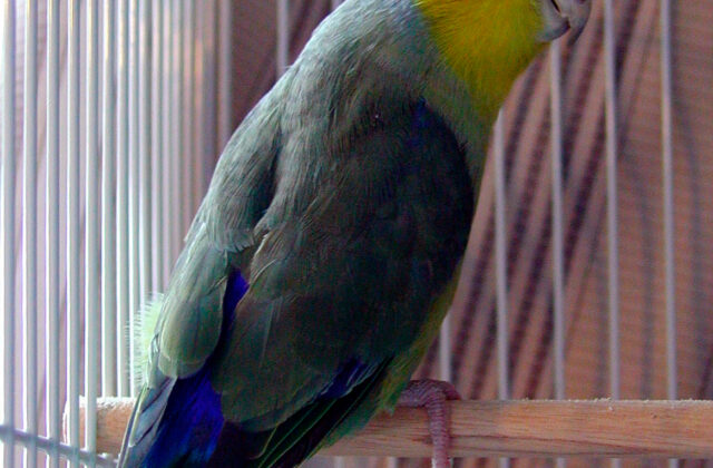 Yellow-faced Parrotlet