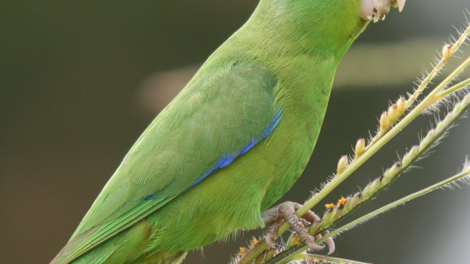 Cobalt-rumped Parrotlet